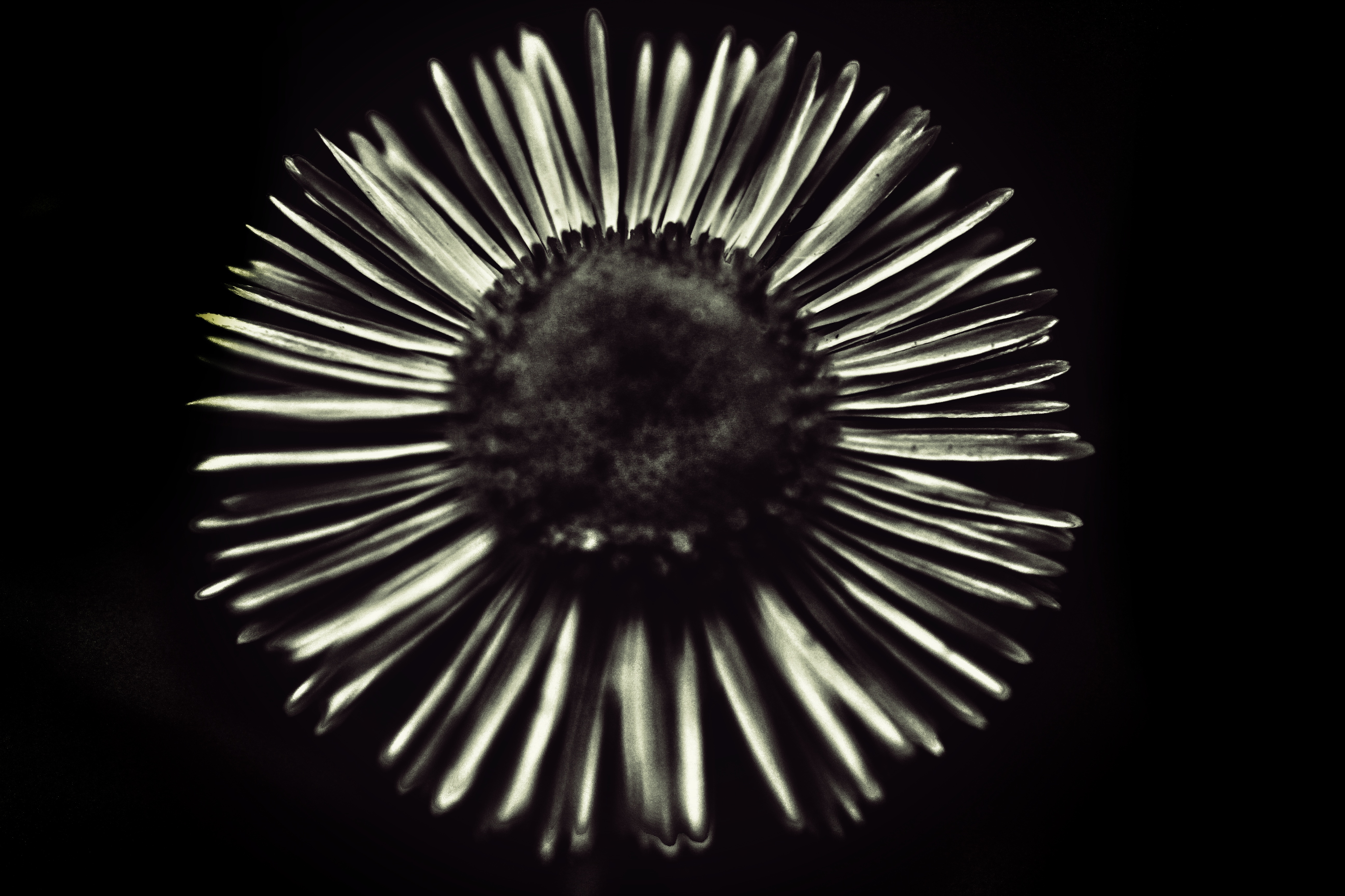 be_gritty_flower[1]